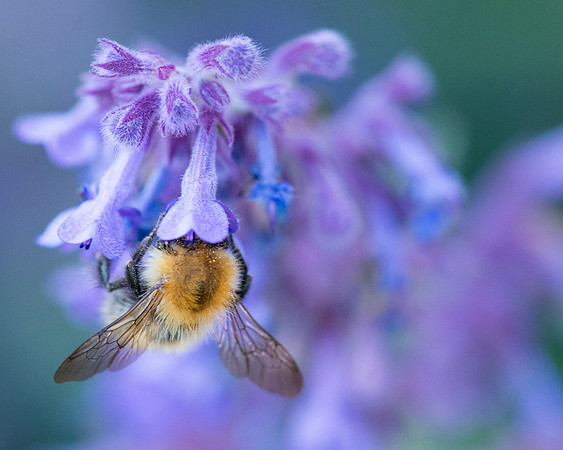 Lilac Feast