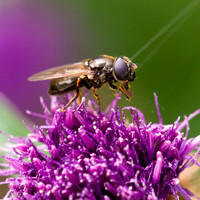 Drone Fly