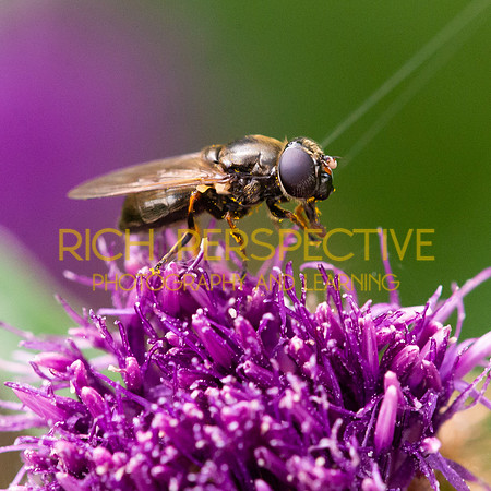 Drone Fly