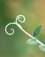 Tiny Webspinner