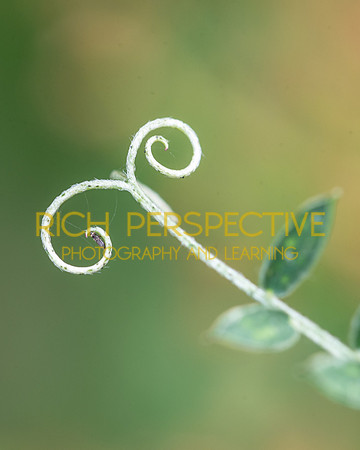 Tiny Webspinner