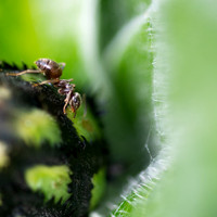 Ant