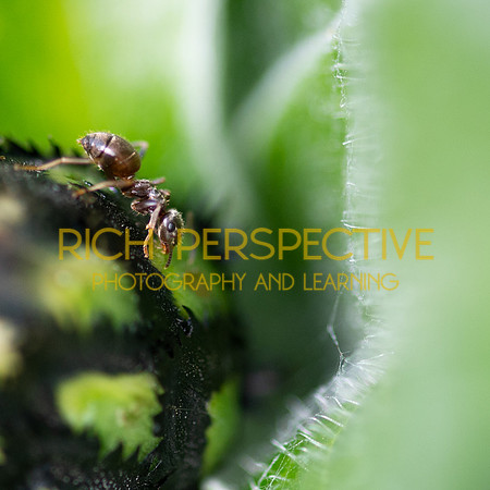 Ant