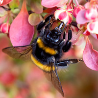 Busy Bumble
