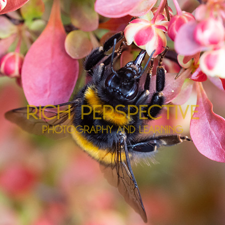 Busy Bumble