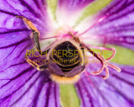 Bee-hind