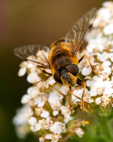 Eristalis Pertinax