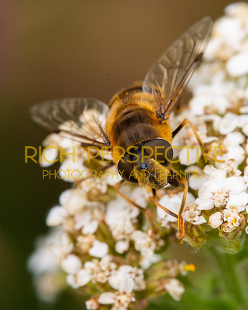 Eristalis Pertinax