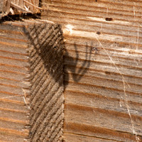 Bugs