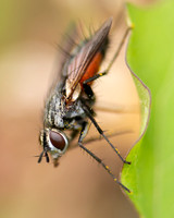 The Fly