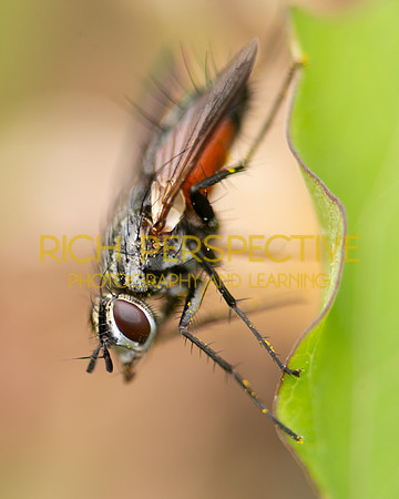 The Fly