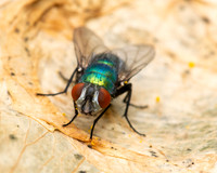 Greenbottle Fly