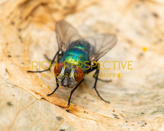 Greenbottle Fly
