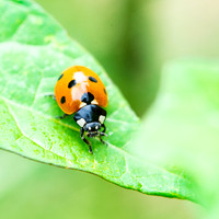 Ladybird