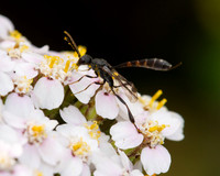 Ichneumon Wasp