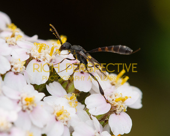 Ichneumon Wasp