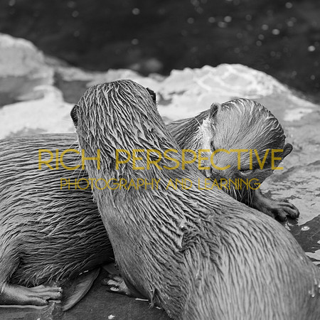 Otter Love