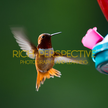 Hummer