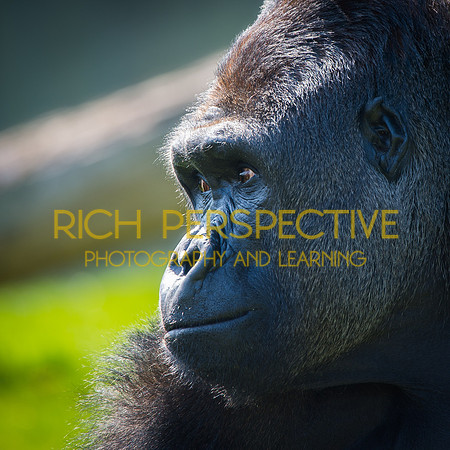 The Thinker #1