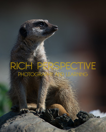 Meerkat