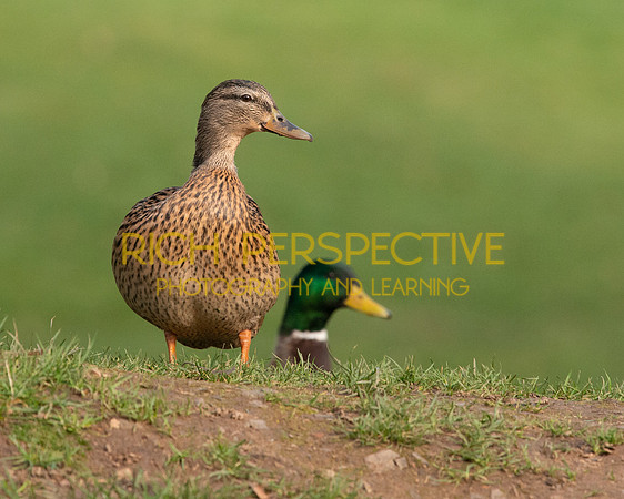 Ducks