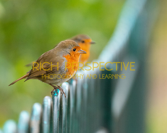 Robins