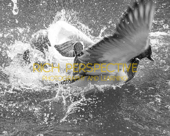Duck Fight #2