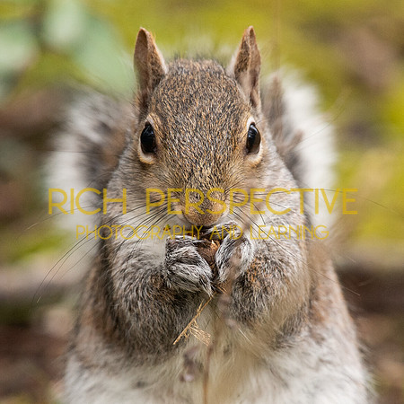 Squirrel 1