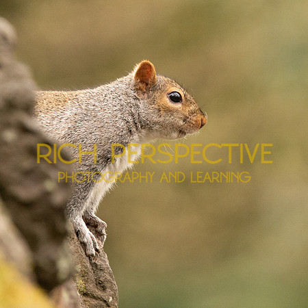 Squirrel 2