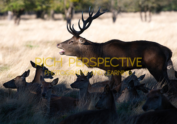 Stag