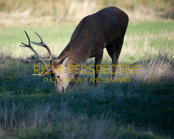 Stag 2