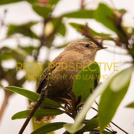 Wren