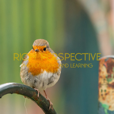 Robin 5