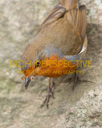 Robin 4