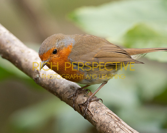 Robin 3