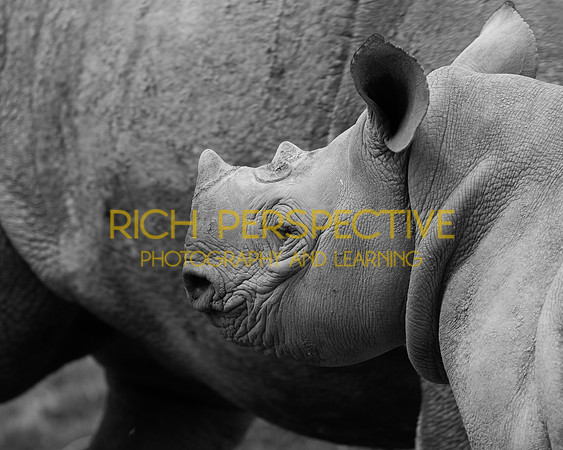 Baby Rhino
