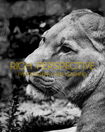 Lion #1