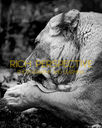 Lion 3