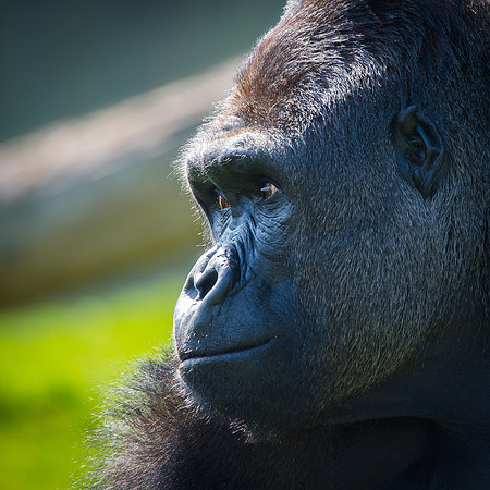 The Thinker #1