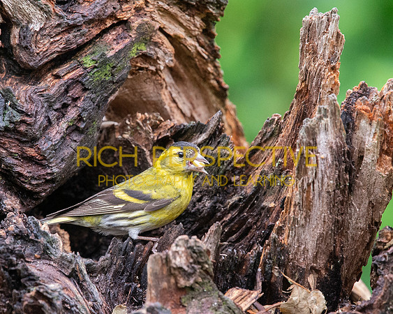Green Finch