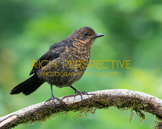 Female Blackbird