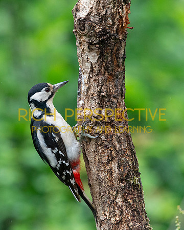 Woodpecker
