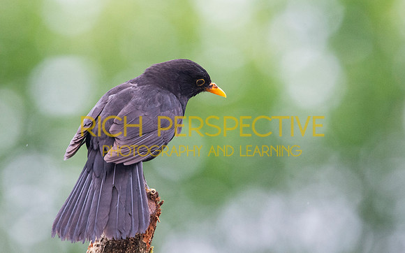 Blackbird