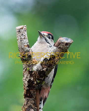 Woodpecker 2