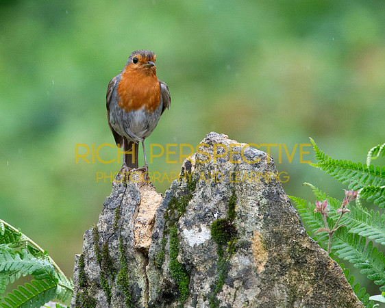 Damp Robin