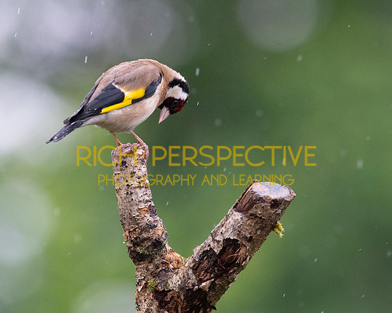 Goldfinch