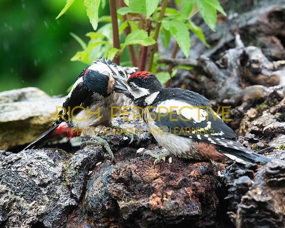 Feeding