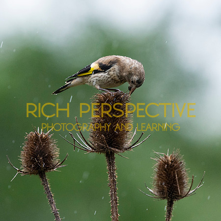 Goldfinch
