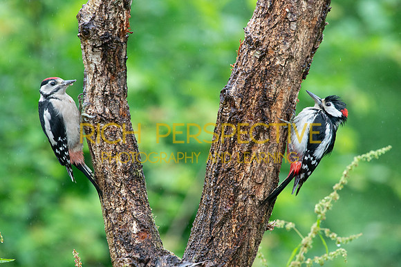 Woodpecker Juvies