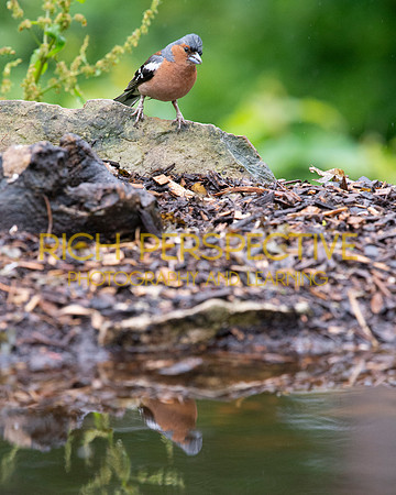 Nuthatch
